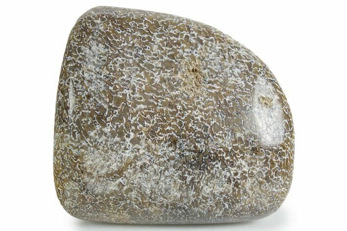 Polished Dinosaur Bone (Gembone) - Morocco #349593